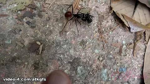 Elena Is Back In Singapore - ATKGirlfriends