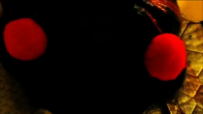 cross dresser pov blowjob and facial